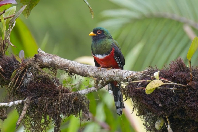 Masked Trogon