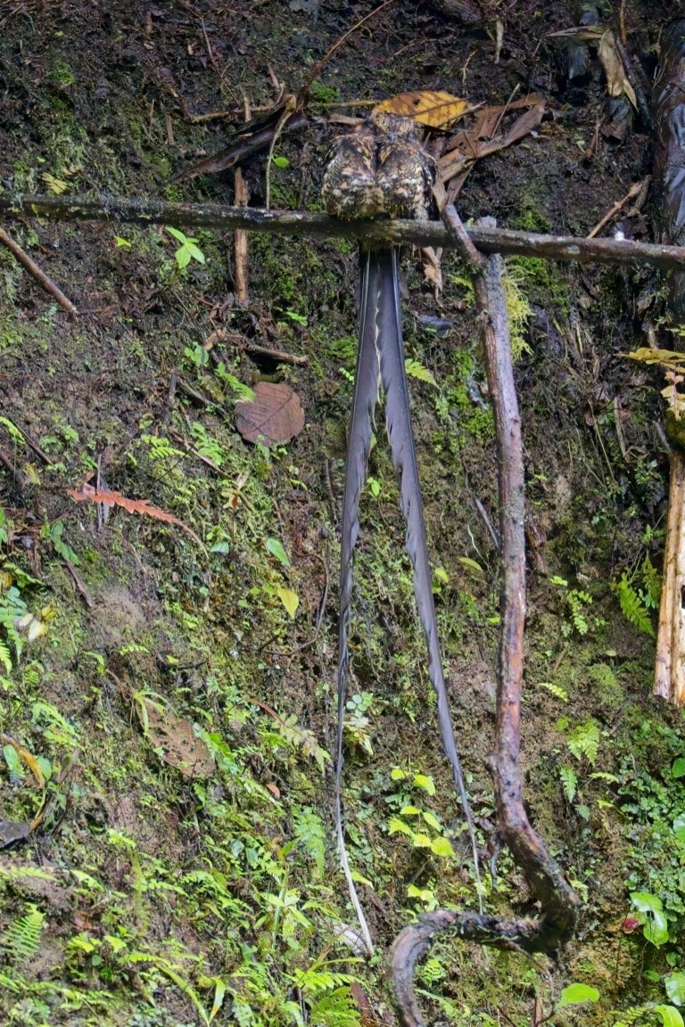 Lyre-tailed Nightjar
