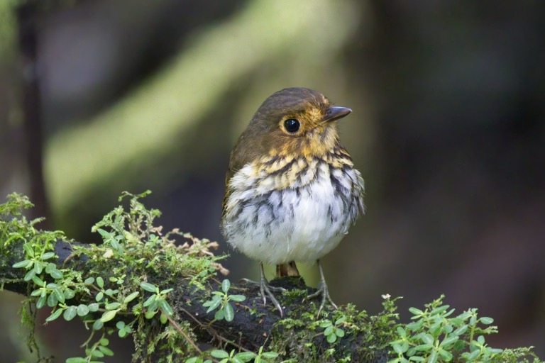 Shakira - Ochre-breasted Antpitta