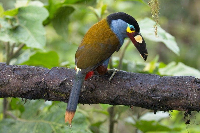 Plate-billed Mountain Toucan