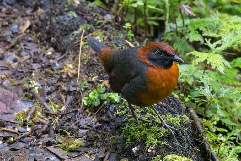 Rufous-breasted Anthrush