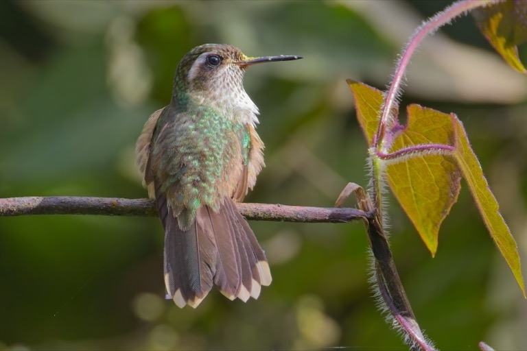 Speckled Hummingbird