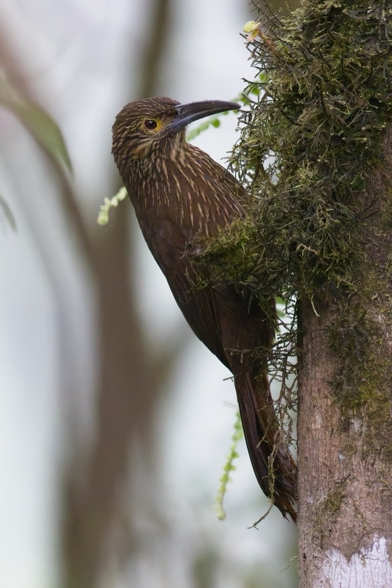 Strong-billed Woodcreeper