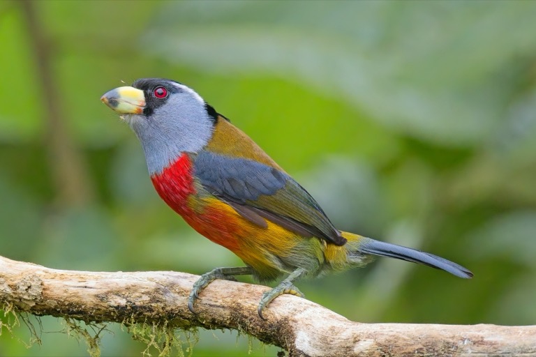 Toucan Barbet