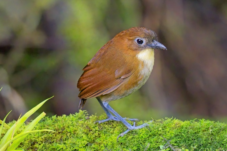Wilhelmina - Yellow-breasted Antpitta