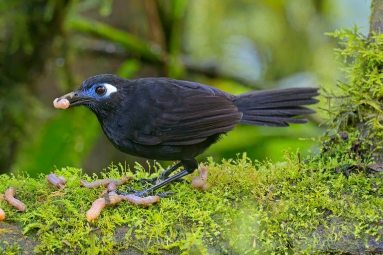 Pepito - Zeldon’s Antbird