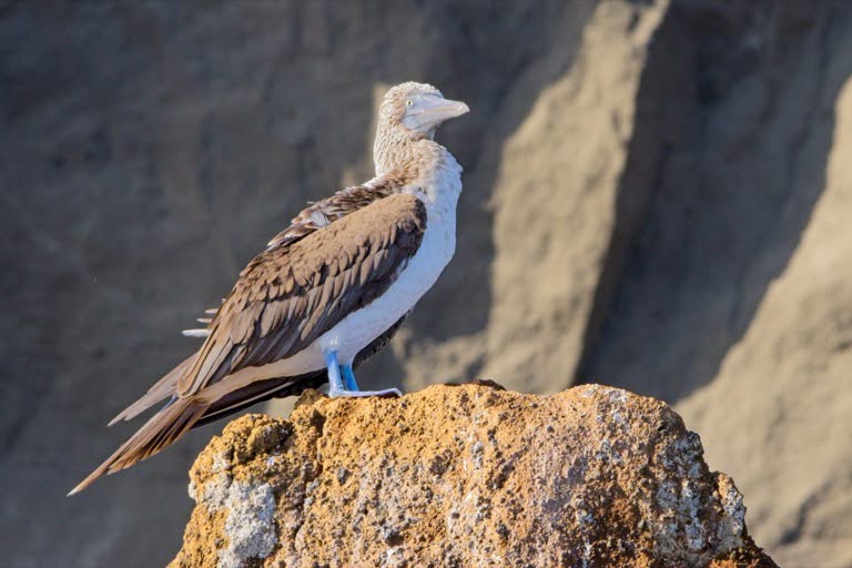 Blue-footed Booby