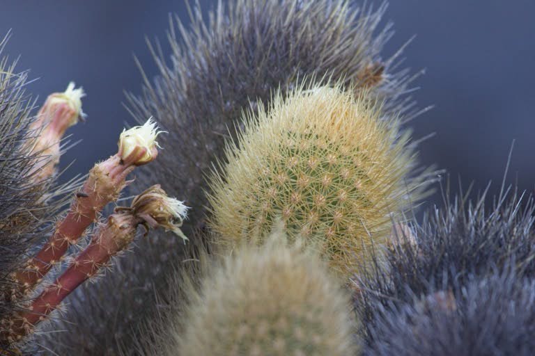 Cactus detail
