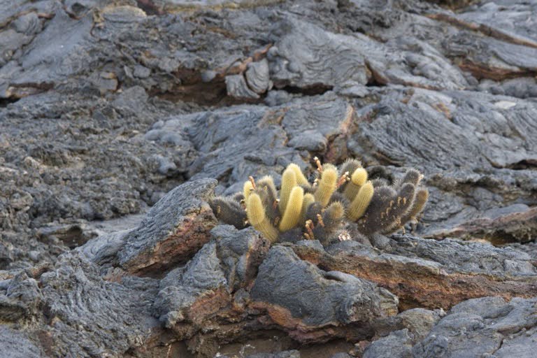 Galapagos Lava Cactus