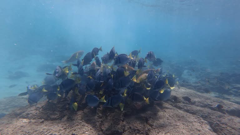 Surgeonfish