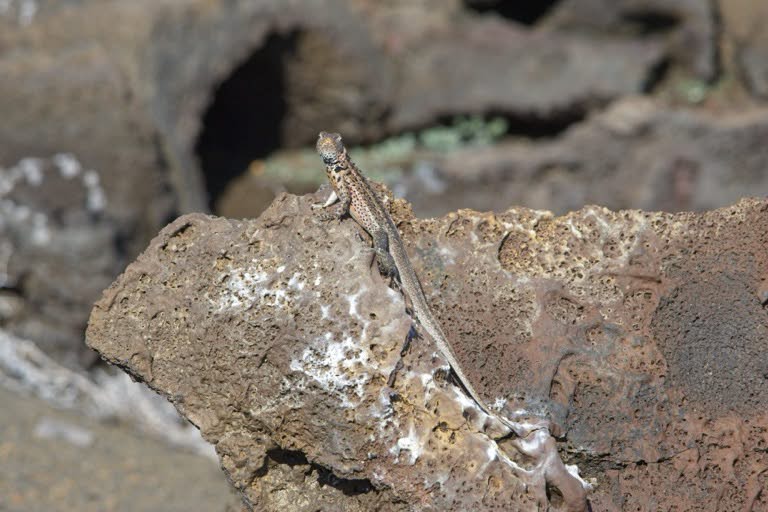 Lava Lizard