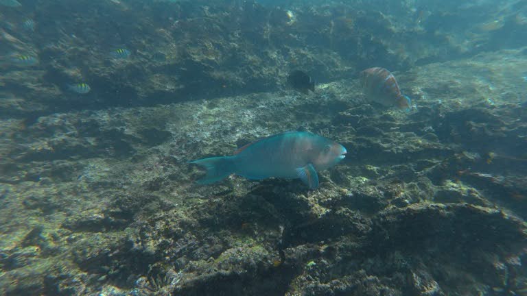 Parrotfish