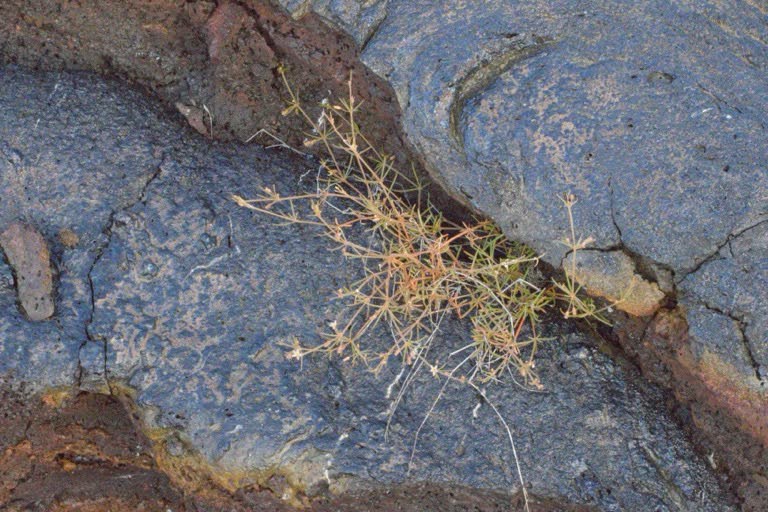 Plant in lava crack