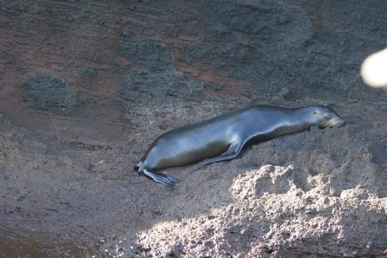 Sea Lion sleeping