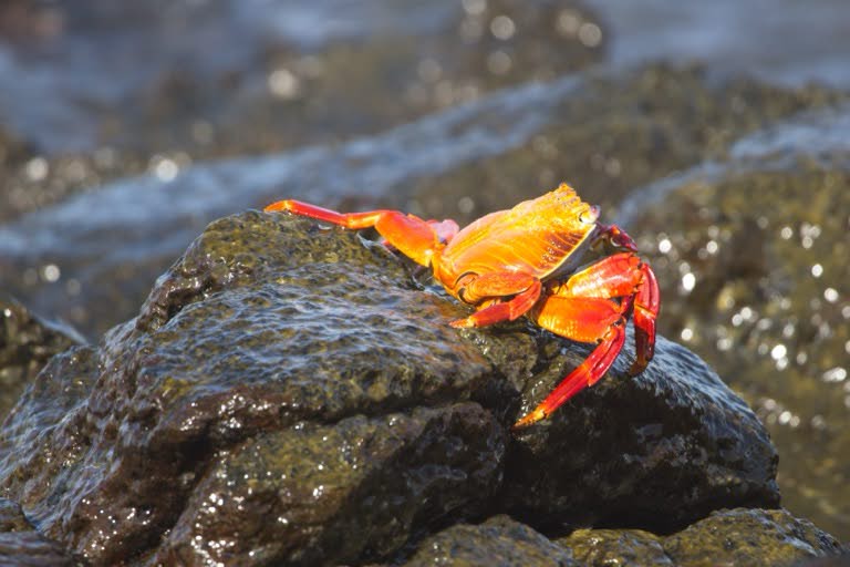 Sally Lightfoot Crab
