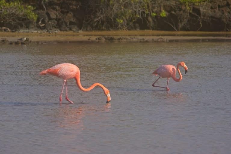 Flamingos