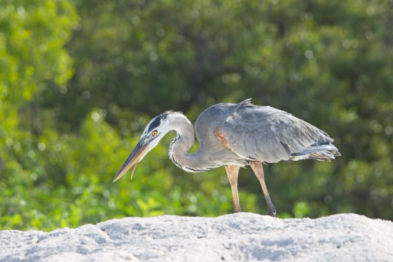 Great Blue Heron