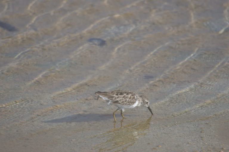 Least Sandpiper