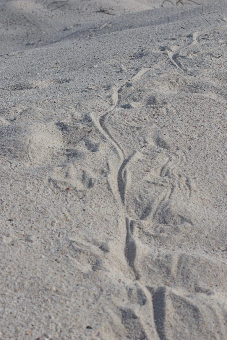 Marine Iguana tracks