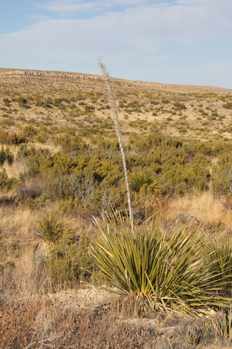 Agave Lechuguilla