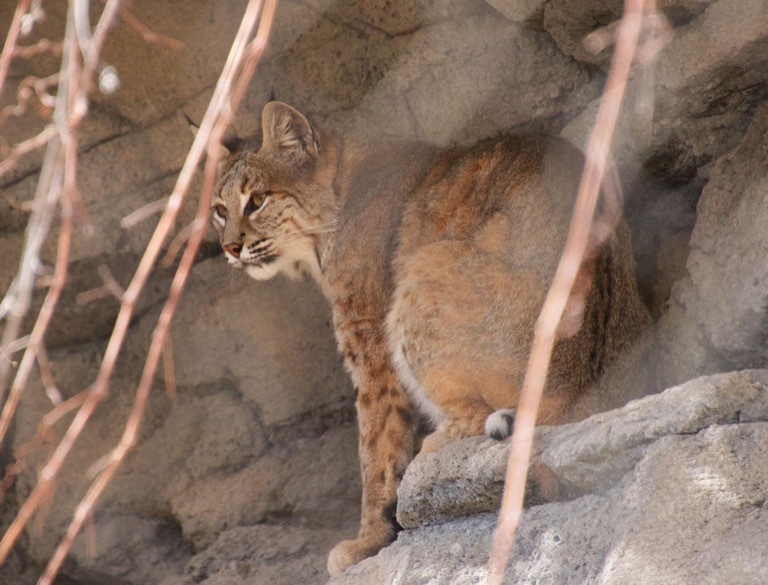 Bobcat