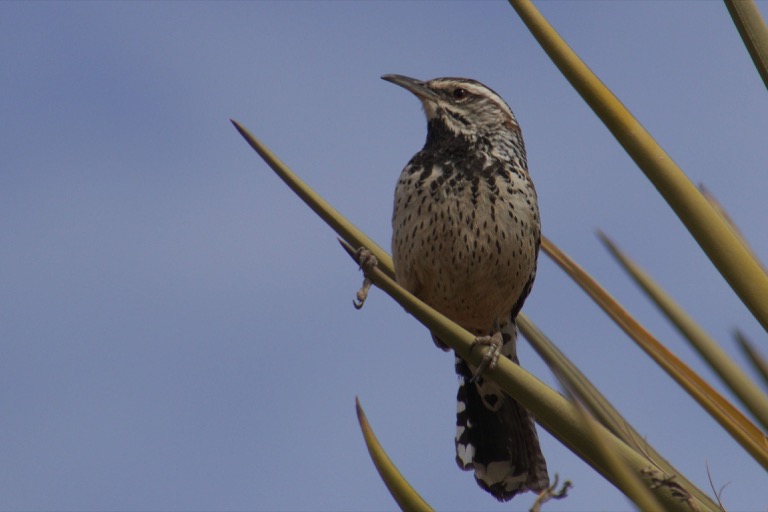 Cactus Wren