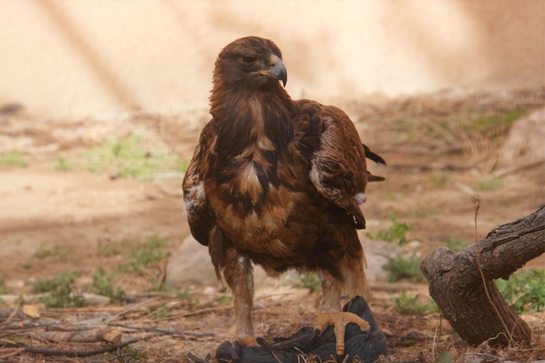 Golden Eagle