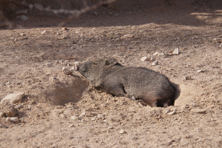 Javalina