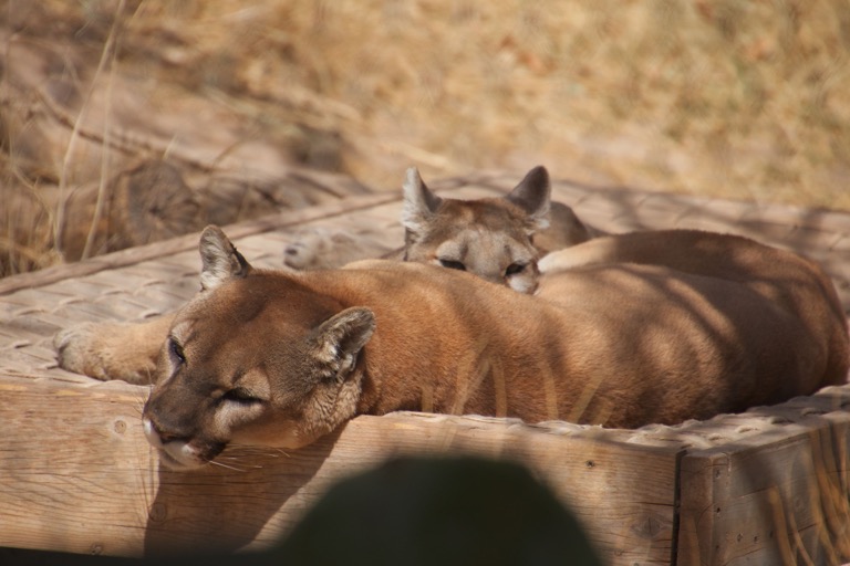 Mountain Lions