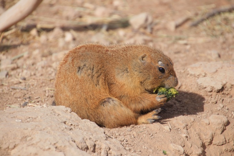 Prairie Dogs