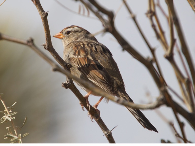 White crowned Sparrow