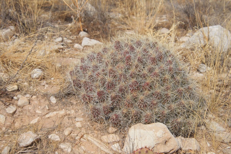 Strawberry Hedgehog Cactus