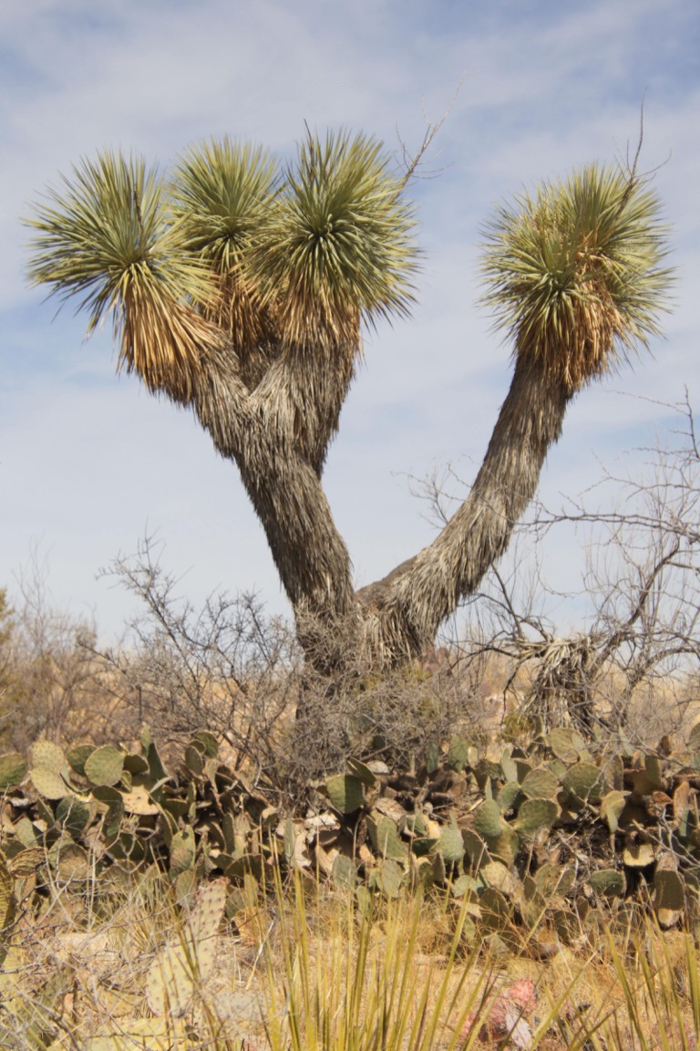 Yucca