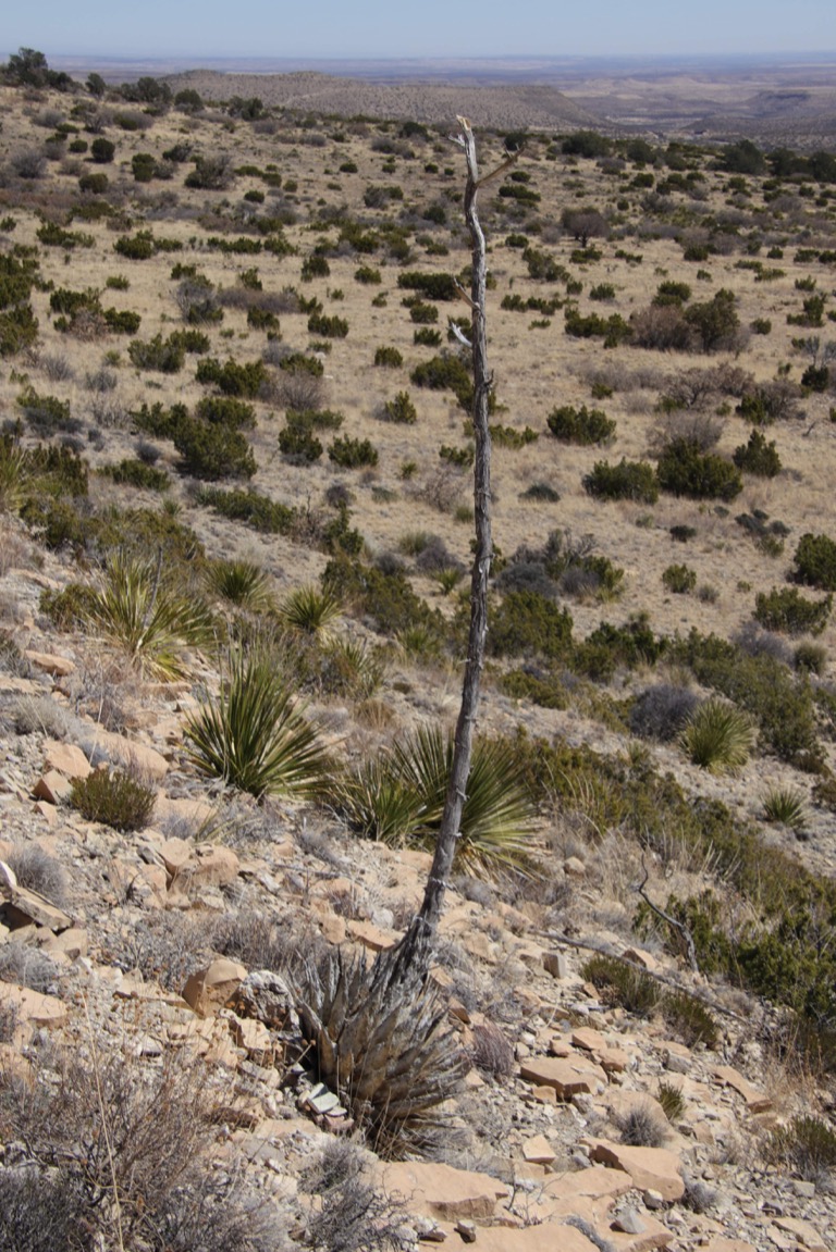 Dead Agave