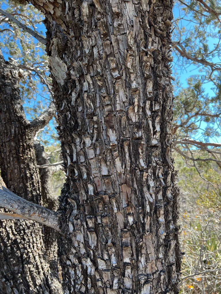 Alligator Juniper trunk