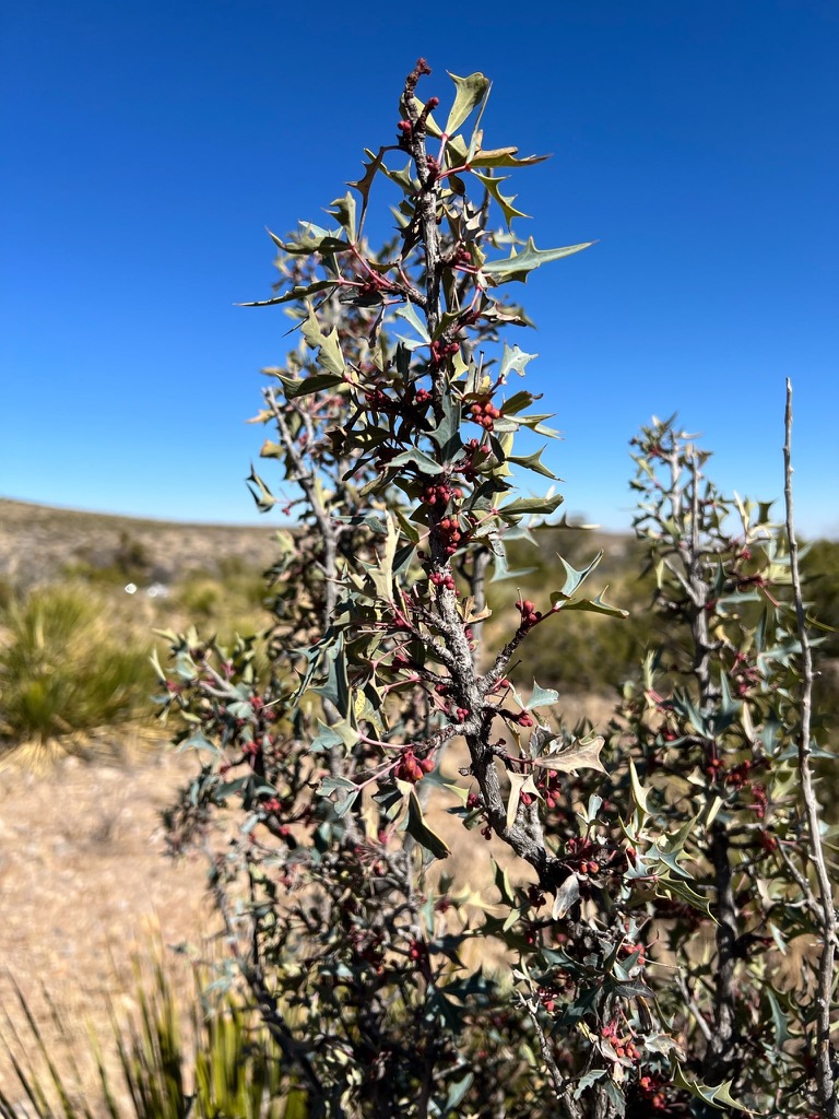 Barberry