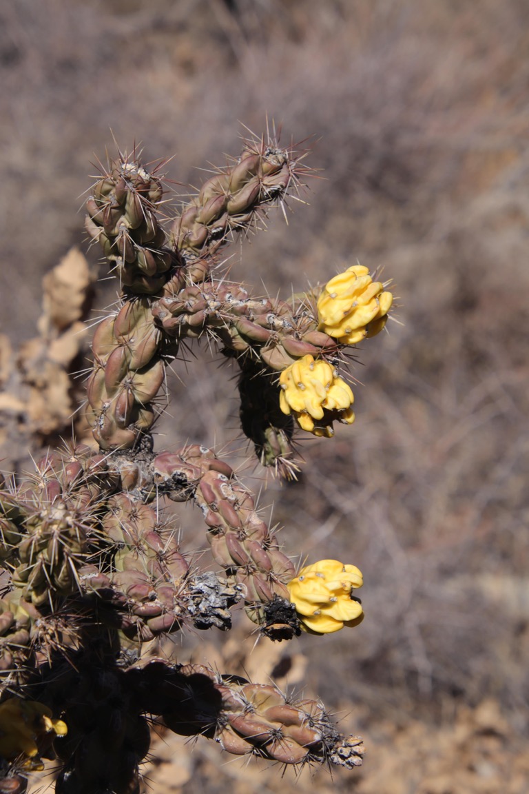 Cholla new growth