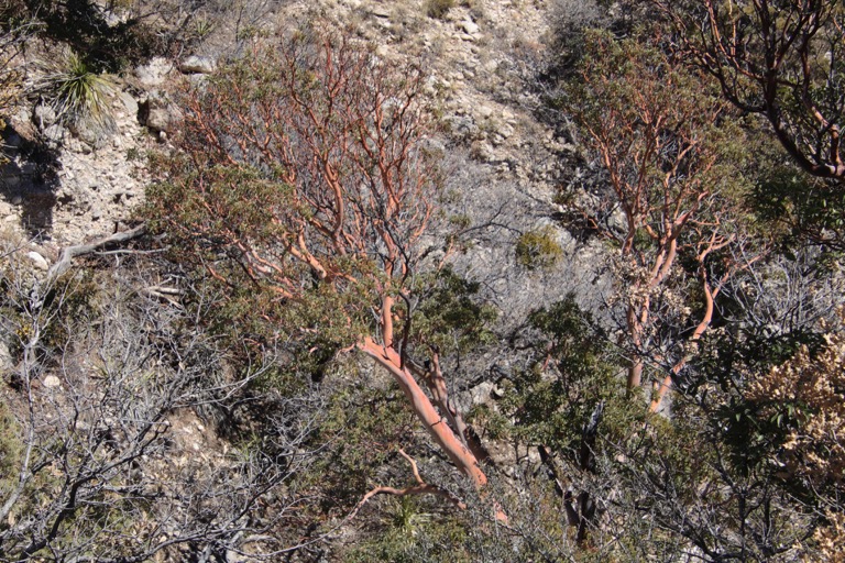 Madrone tree