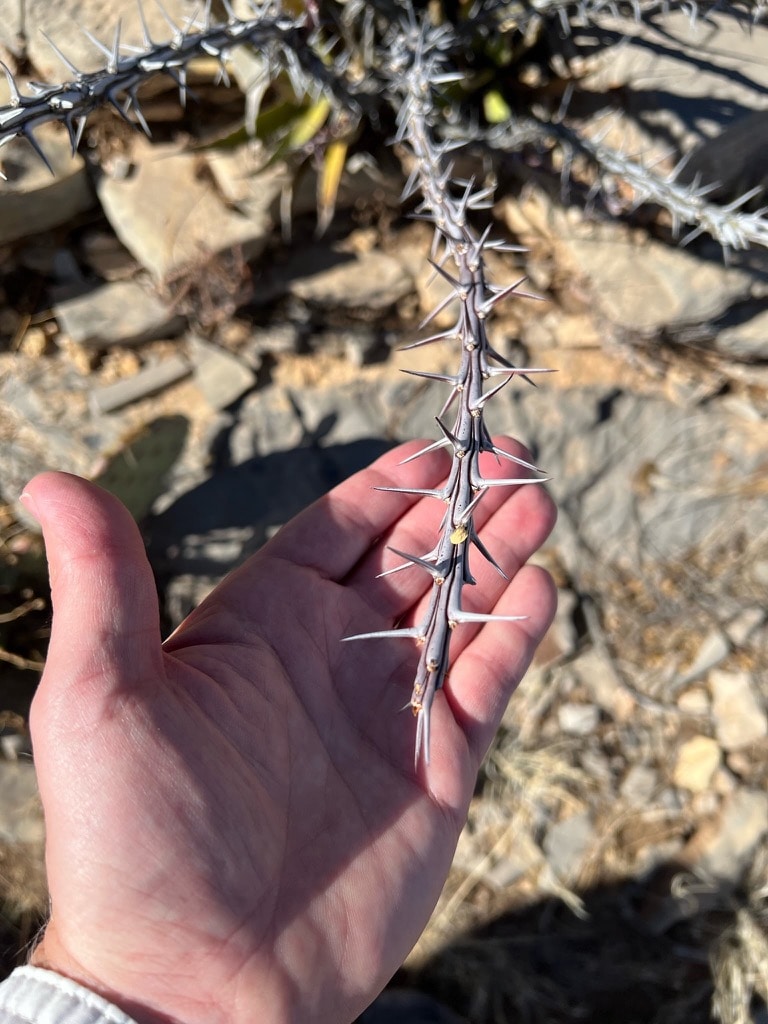 Ocotillo