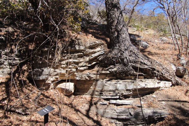 Tree splitting the limestone layers