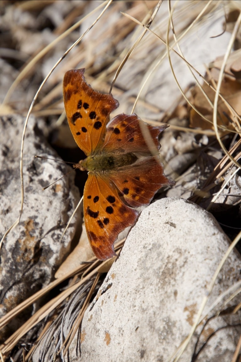 Angelwing Butterfly