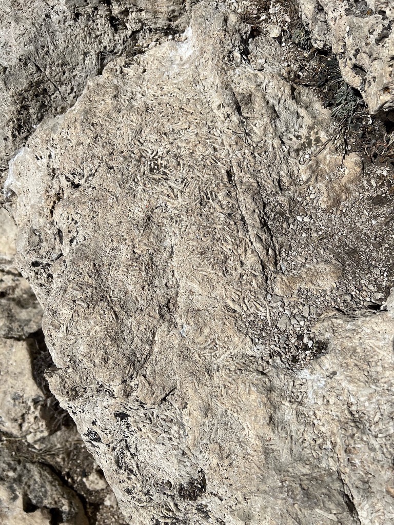 Sea floor fossils