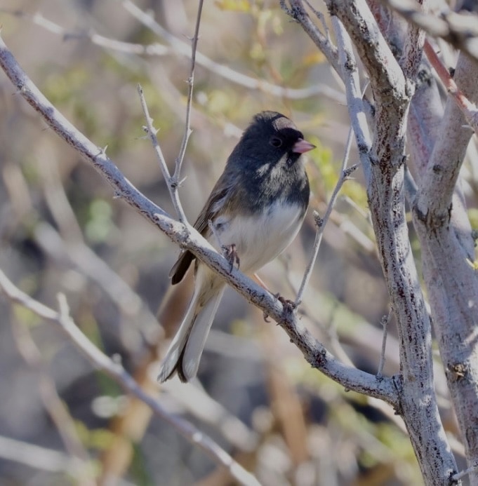 Dark-eyed Junco