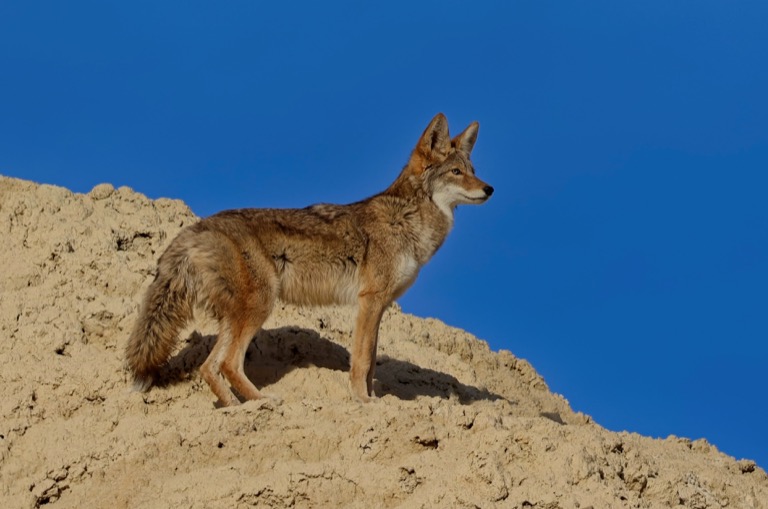 Coyote