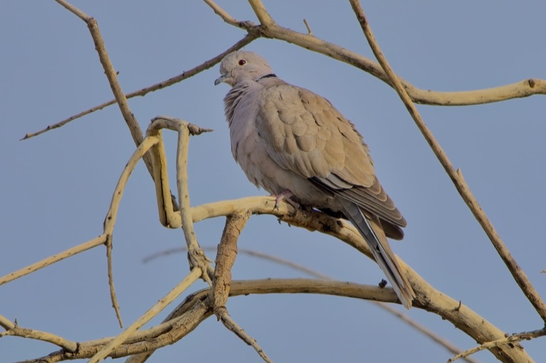 Eurasian Collared Dove