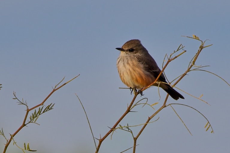 Vermillion Flycatcher (female)