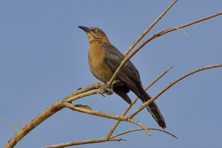 Grackle (female)