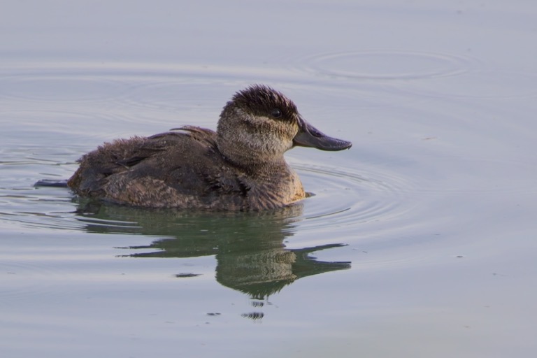 Ruddy Duck