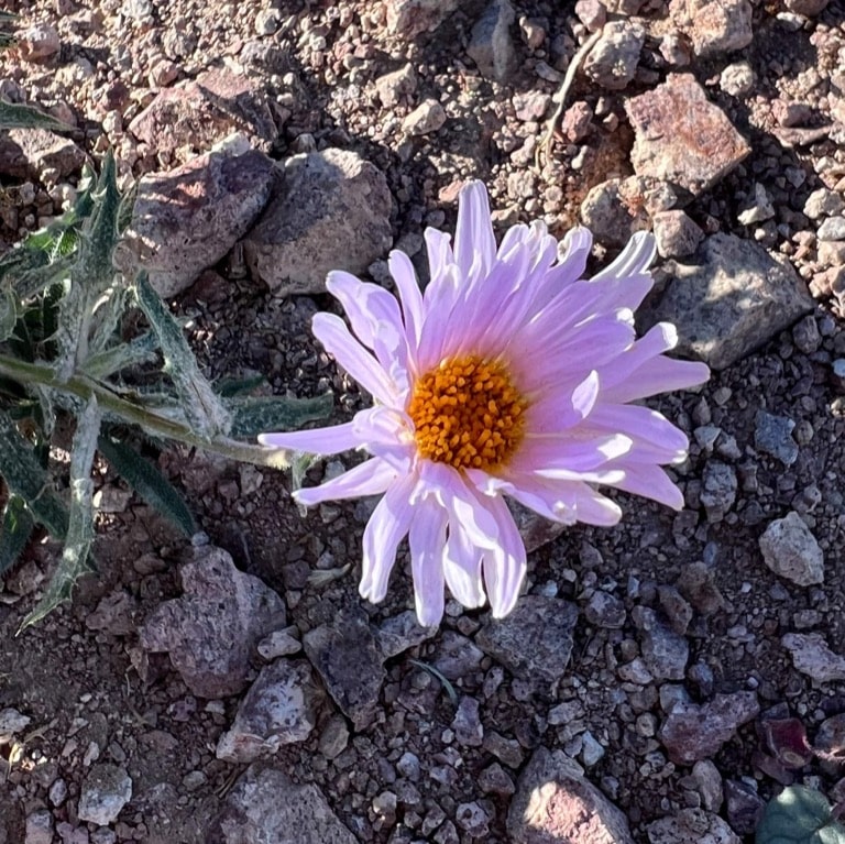 Mojave Aster