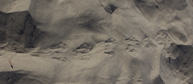 Kangaroo Rat footprints